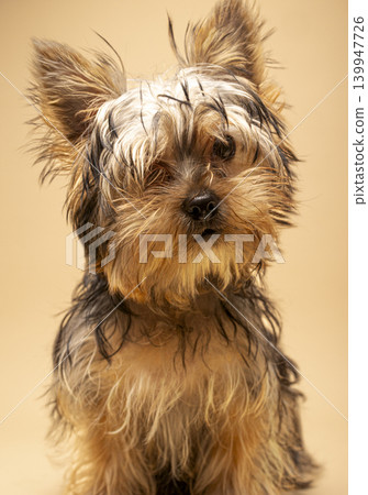 Yorkshire terrier puppy looking curious on studio background Yorkshire terrier puppy looking curious on studio background 139947726