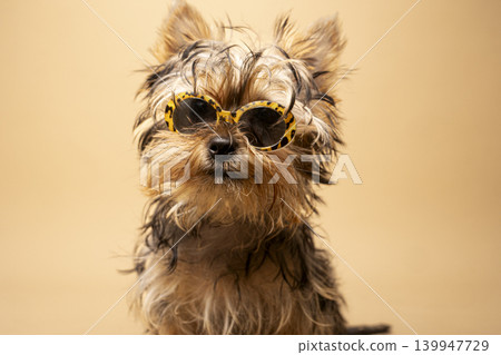 Cool small dog wearing leopard sunglasses on beige background Cool small dog wearing leopard sunglasses on beige background 139947729