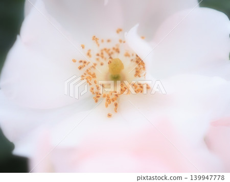 Rose (Garasha aff20260515050639) Rose (Garasha aff20260515050639) 139947778