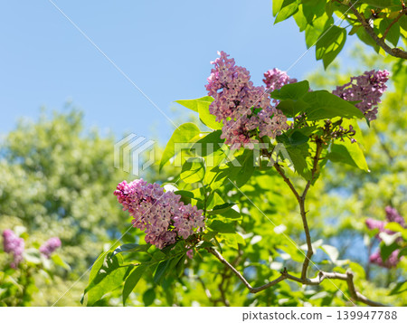 北海道的春日景色，紫色的丁香花盛開。 139947788