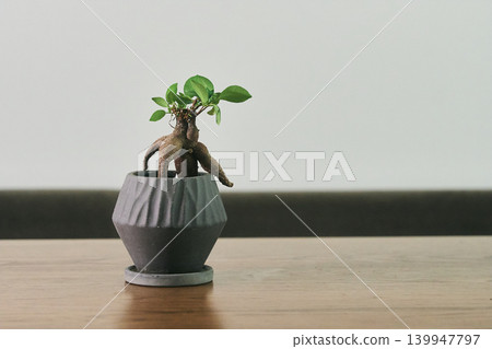 Close-ups of miniature houseplants | Interior design, relaxation, minimalist lifestyle Close-ups of miniature houseplants | Interior design, relaxation, minimalist lifestyle 139947797