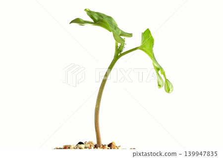 水滴和牽牛花幼苗 水滴和牽牛花幼苗 139947835