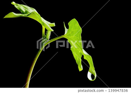 水滴和牽牛花幼苗 水滴和牽牛花幼苗 139947836