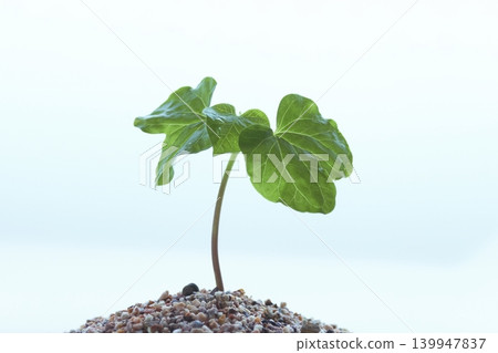 水滴和牽牛花幼苗 水滴和牽牛花幼苗 139947837