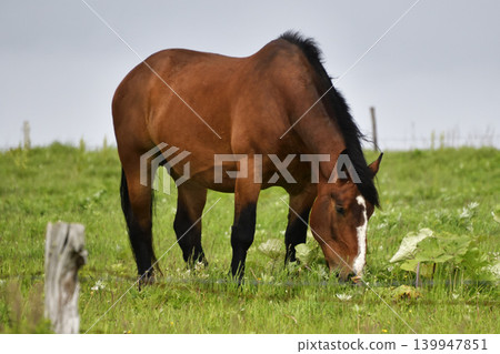 Horse Horse 139947851