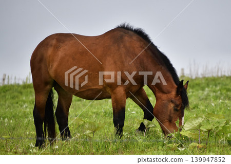 Horse Horse 139947852