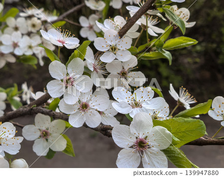 Prunus cerasifera White Blossoms Closeup on Branch Spring Garden 139947880