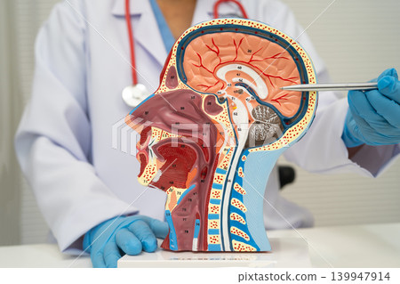Asian doctor with half head and neck with vessels model. 139947914