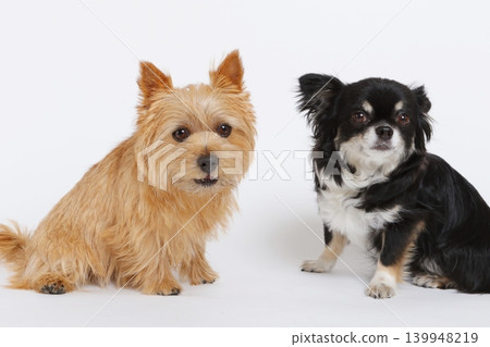 A brown terrier and a black chihuahua sitting down. A brown terrier and a black chihuahua sitting down. 139948219