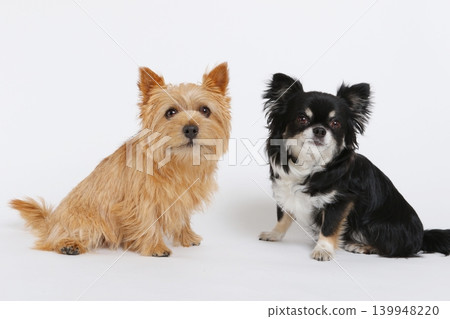 A brown terrier and a black chihuahua sitting side by side. A brown terrier and a black chihuahua sitting side by side. 139948220