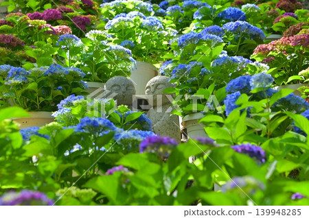 繡球花季節 繡球花季節 139948285