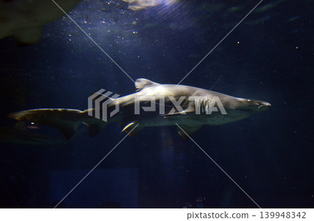 shark  139948342