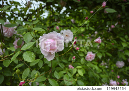 Spring roses in the rose garden Spring roses in the rose garden 139948364
