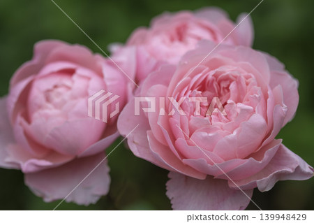 Spring roses in the rose garden Spring roses in the rose garden 139948429
