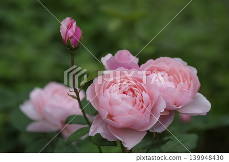 Spring roses in the rose garden Spring roses in the rose garden 139948430