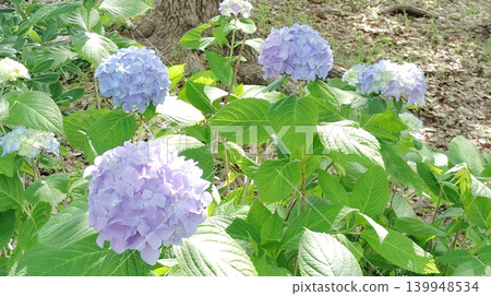 Hydrangea blooming in the clear of the rainy season Hydrangea blooming in the clear of the rainy season 139948534