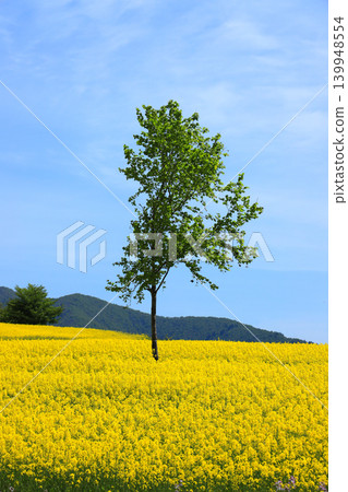 福島縣喜多方市山之藏高原花田,一片油菜花田,一棵孤樹,以及一片藍天。 福島縣喜多方市山之藏高原花田,一片油菜花田,一棵孤樹,以及一片藍天。 139948554