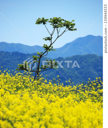 在一片油菜花海中,一棵孤樹在藍天和山脈的襯托下顯得格外醒目。 在一片油菜花海中,一棵孤樹在藍天和山脈的襯托下顯得格外醒目。 139948555