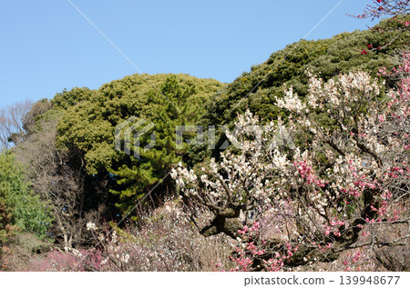 Plum blossoms blooming against a blue sky – a scene of early spring in Japan. Plum blossoms blooming against a blue sky – a scene of early spring in Japan. 139948677