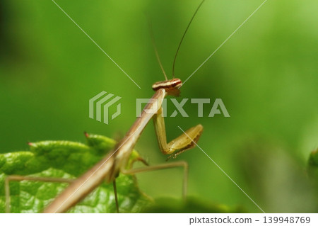 Close-up of a praying mantis nymph (believed to be a large praying mantis). 139948769
