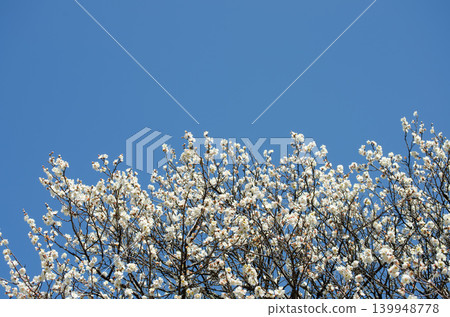 Plum blossoms blooming against a blue sky – a scene of early spring in Japan. Plum blossoms blooming against a blue sky – a scene of early spring in Japan. 139948778