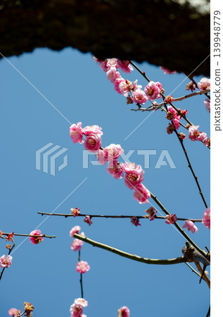 藍天下盛開的梅花-這是日本早春的景象。 藍天下盛開的梅花-這是日本早春的景象。 139948779