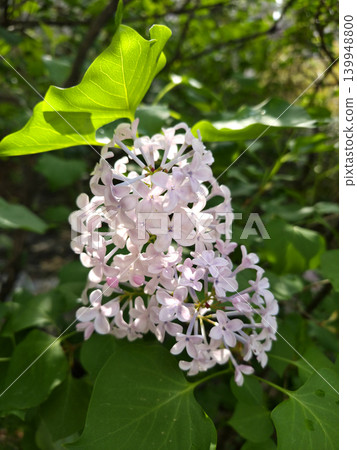 bloom, blossom, flower 139948800