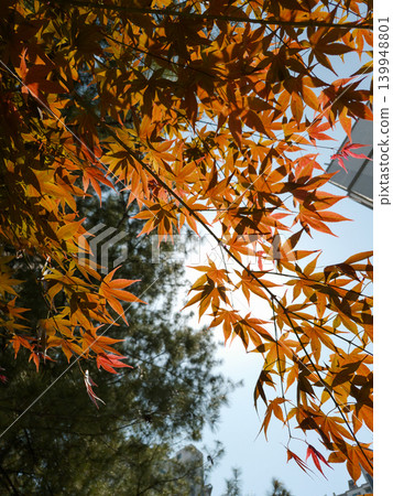 This is a low view of the red maple. This is a low view of the red maple. 139948801