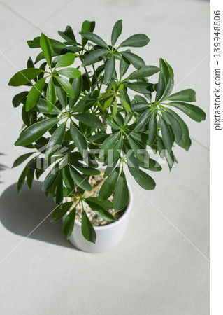 It is a potted Schefflera arboricola placed against a white background. It is a potted Schefflera arboricola placed against a white background. 139948806