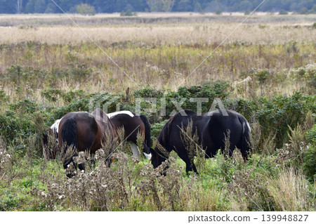 Horses protecting the grasslands of Taofut Lake Horses protecting the grasslands of Taofut Lake 139948827