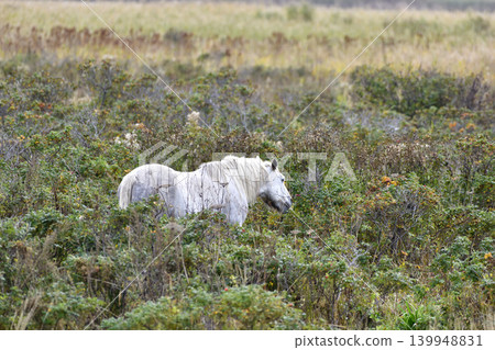 Horses protecting the grasslands of Taofut Lake Horses protecting the grasslands of Taofut Lake 139948831