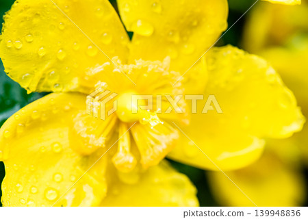 點綴初夏景色的金絲桃(Hypericum patulum)的黃色花朵被雨水打濕了。 點綴初夏景色的金絲桃(Hypericum patulum)的黃色花朵被雨水打濕了。 139948836