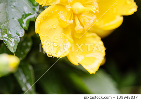 雨水浸濕的金絲桃(Hypericum patulum)黃色花朵。 雨水浸濕的金絲桃(Hypericum patulum)黃色花朵。 139948837