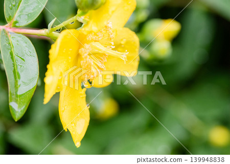 金絲桃(Hypericum patulum)的黃色花朵上掛滿了雨滴 金絲桃(Hypericum patulum)的黃色花朵上掛滿了雨滴 139948838