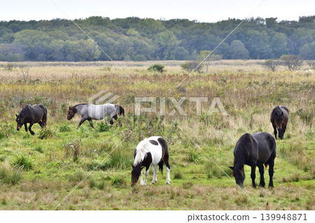 Horses protecting the grasslands of Taofut Lake Horses protecting the grasslands of Taofut Lake 139948871