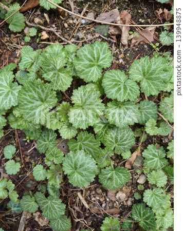 This is a patterned Saxifraga stolonifera leaf.	 139948875