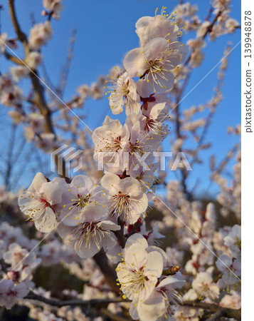 Apricot flower on nature background Apricot flower on nature background 139948878