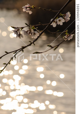 A scene of cherry blossoms, a spring evening with the setting sun reflecting on the water's surface. A scene of cherry blossoms, a spring evening with the setting sun reflecting on the water's surface. 139948891
