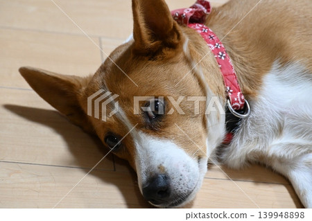 柯基混血犬悠閒的日常生活 柯基混血犬悠閒的日常生活 139948898