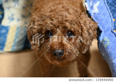 一隻被寵壞的玩具貴賓犬正凝視著它的主人。 一隻被寵壞的玩具貴賓犬正凝視著它的主人。 139948900
