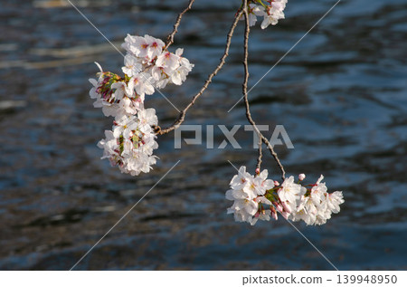 水邊櫻花盛開,這是日本春天的景象。 水邊櫻花盛開,這是日本春天的景象。 139948950