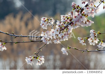 水邊櫻花盛開，這是日本春天的景象。 139948952