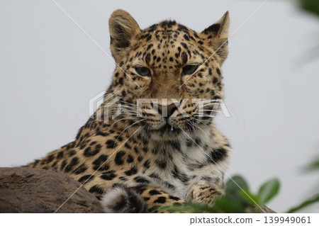 A portrait of an Amur leopard: A rare, large feline with a sharp gaze. A portrait of an Amur leopard: A rare, large feline with a sharp gaze. 139949061