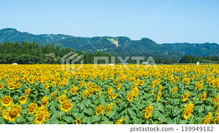 Sunflower field (Tsunan Sunflower Square) 139949182