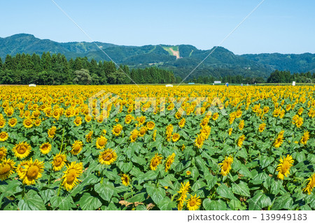 Sunflower field (Tsunan Sunflower Square) Sunflower field (Tsunan Sunflower Square) 139949183