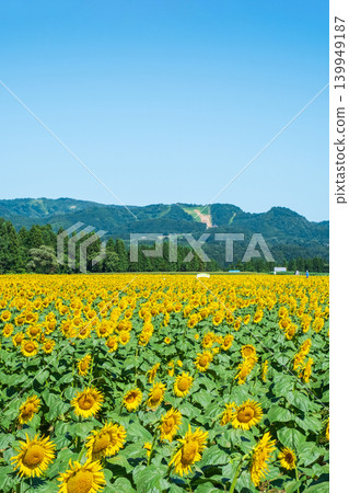 Sunflower field (Tsunan Sunflower Square) Sunflower field (Tsunan Sunflower Square) 139949187