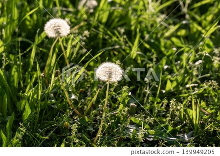 Dandelion 139949205