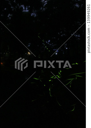 Zenbuchi Park - Fireflies Zenbuchi Park - Fireflies 139949261
