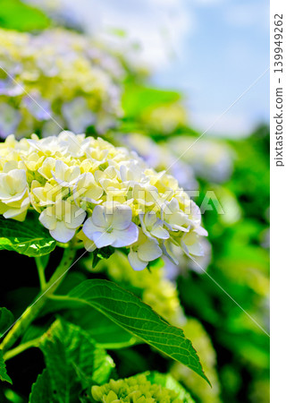 Hydrangeas around the former Nakagawa Riverside Park Hydrangeas around the former Nakagawa Riverside Park 139949262