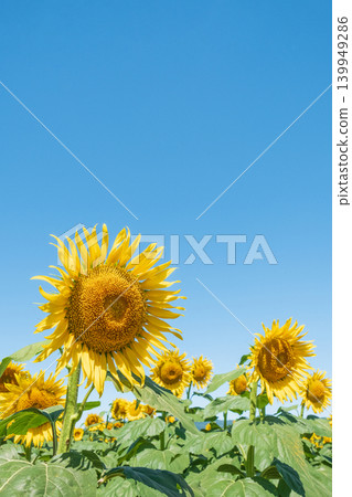 sunflower	 139949286